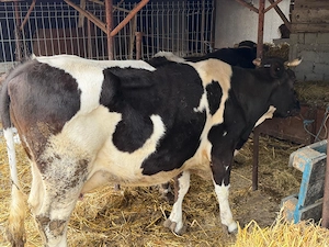 vand doua vaci pentru sacrificat - imagine 4