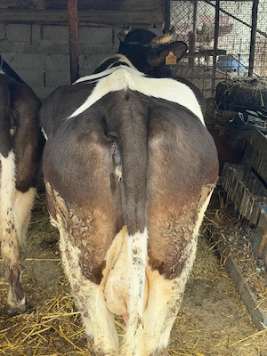 vand doua vaci pentru sacrificat - imagine 2