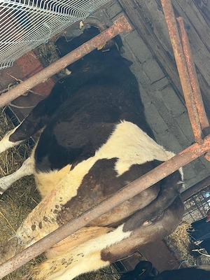 vand doua vaci pentru sacrificat - imagine 5