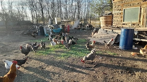 Cocosi de vanzare cine doreste - imagine 3