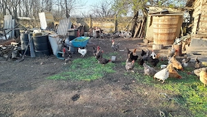 Cocosi de vanzare cine doreste - imagine 2