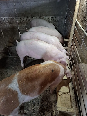 Vând porci de carne - imagine 5