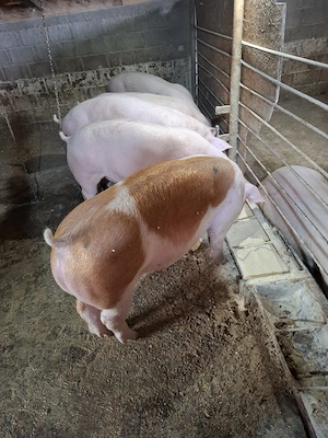 Vând porci de carne