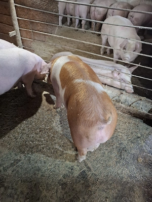 Purcei 80-85-90 kg - imagine 2