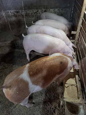 Porci de carne din gospodărie 100 Kg-150 Kg