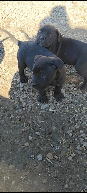 Fetițe și băieți Cane corso  își caută stăpâni iubitori.  - imagine 3