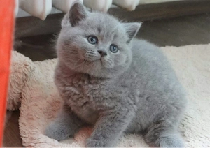 British shorthair pui - imagine 2
