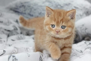 British shorthair pui