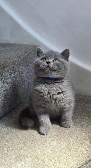 British shorthair puiuți - imagine 3