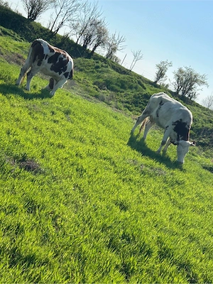 vand 3 vaci cu lapte 