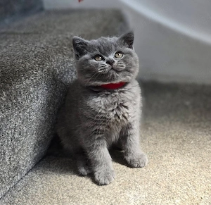 British shorthair puiuți