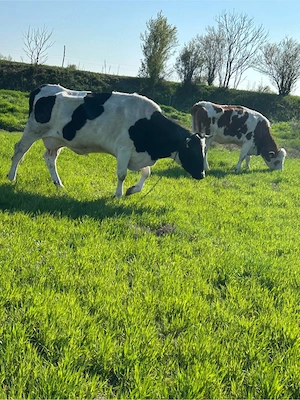 vand doua vaci cu lapte 