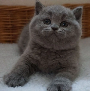 British shorthair puiuți - imagine 2