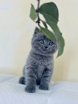British shorthair pui - imagine 3