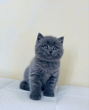 British shorthair pui - imagine 4