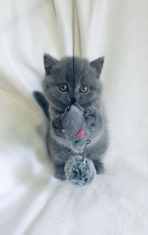British shorthair pui - imagine 2