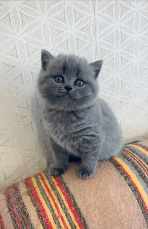 British shorthair pui - imagine 5