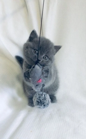 British shorthair pui