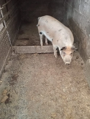 vand soldan - imagine 3