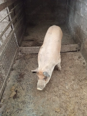 vand soldan - imagine 5