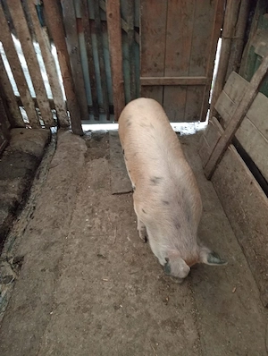 vand soldan - imagine 2