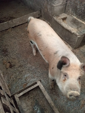 vand soldan - imagine 4