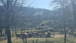 Oi cu miei impreuna, urgent