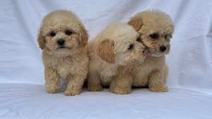 Maltipoo adorabili pudel toy+bichon mini  - imagine 2