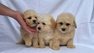 Maltipoo adorabili pudel toy+bichon mini  - imagine 4