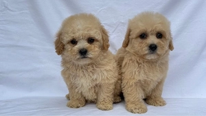 Maltipoo adorabili pudel toy+bichon mini  - imagine 3