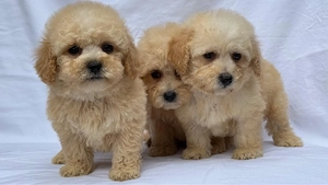 Maltipoo adorabili pudel toy+bichon mini 