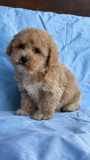 Pui de maltipoo de talie mini 