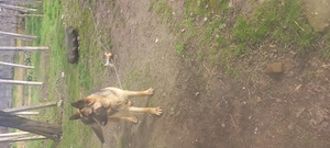 Vând cățel ciobănesc german vârstă  10 luni  carnet de sănătate  la zi - imagine 2