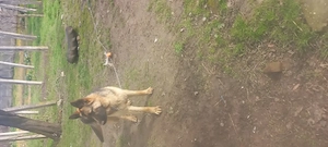 Vând cățel ciobănesc german vârstă  10 luni  carnet de sănătate  la zi