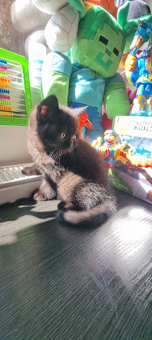 Puiuti British shorthair