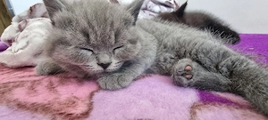 Puiuti British shorthair