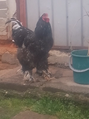 Vând cocoș brahma 