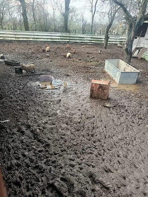 Porci mangalița de vânzare - imagine 3