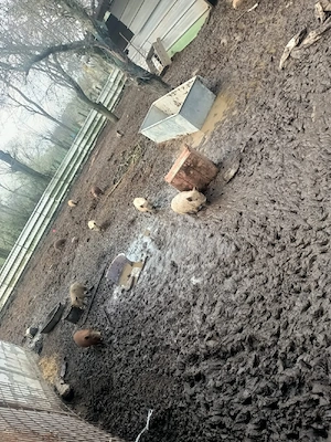 Porci mangalița de vânzare - imagine 4