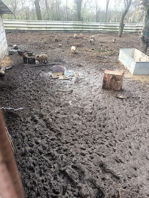 Porci mangalița de vânzare - imagine 2