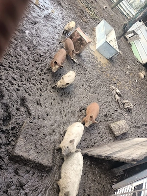 Porci mangalița de vânzare - imagine 5