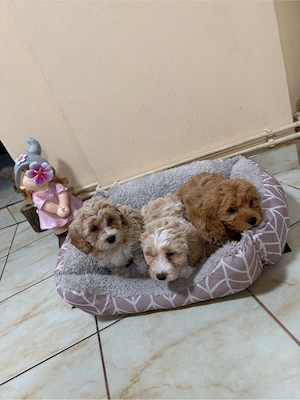 Maltipoo Maltipo toy