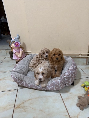 Maltipoo Maltipo toy