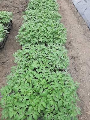 vând răsad de roșii