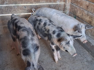 vând soldani 55-60 kg (masculi castraţi)