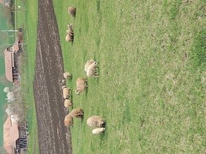 8oi și un berbec bucălău 