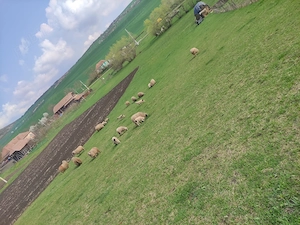 8oi și un berbec bucălău  - imagine 2