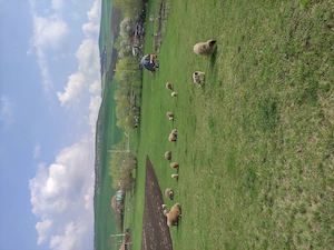 8oi și un berbec bucălău  - imagine 4