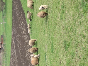 8oi și un berbec bucălău  - imagine 3