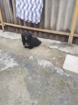 Caine de vanzare  - imagine 2